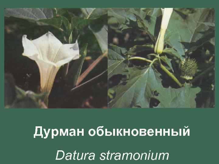 Дурман обыкновенный Datura stramonium 