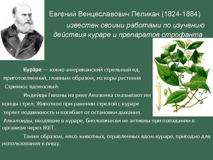  Евгений Венцеславович Пеликан (1824 -1884) известен своими работами по изучению действия кураре и