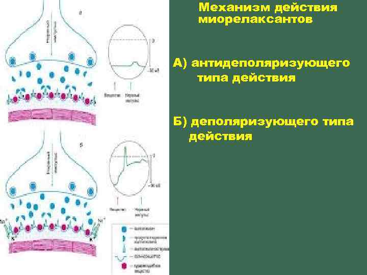 Механизм действия миорелаксантов А) антидеполяризующего типа действия Б) деполяризующего типа действия 