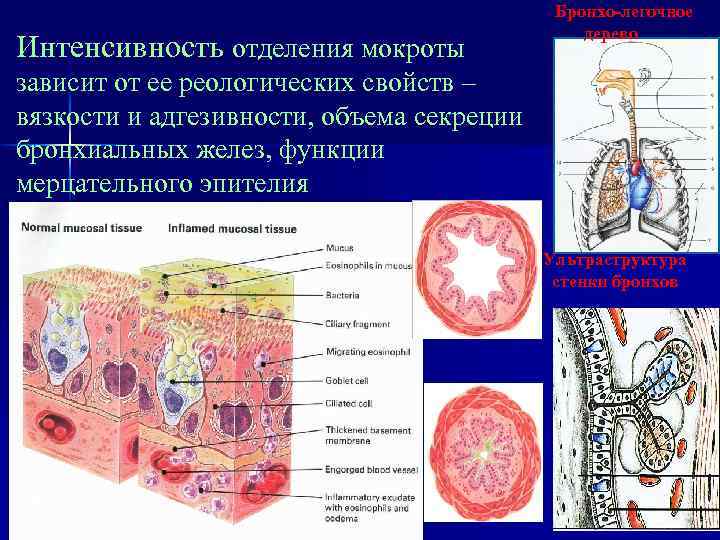 Интенсивность отделения мокроты Бронхо-легочное дерево зависит от ее реологических свойств – вязкости и адгезивности,