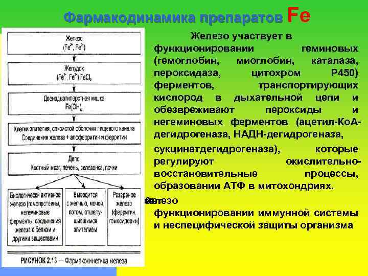 Фармакодинамика препаратов Fe в Железо участвует в функционировании геминовых (гемоглобин, миоглобин, каталаза, пероксидаза, цитохром