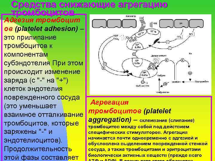 Влияние чая и кофе на активацию тромбоцитов проект