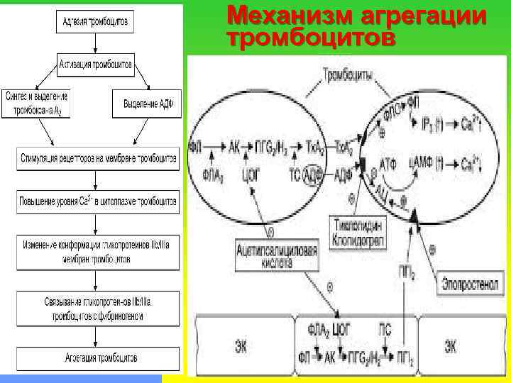 Механизм агрегации тромбоцитов 