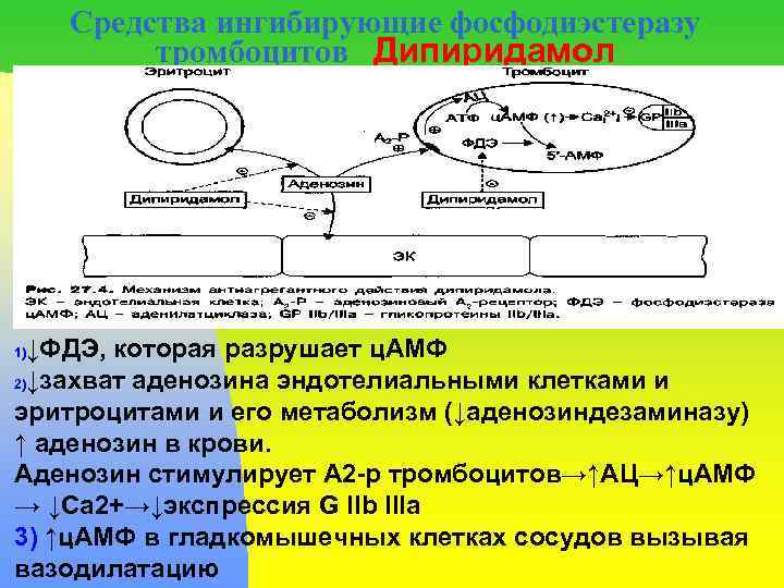 Средства ингибирующие фосфодиэстеразу тромбоцитов Дипиридамол ↓ФДЭ, которая разрушает ц. АМФ 2)↓захват аденозина эндотелиальными клетками