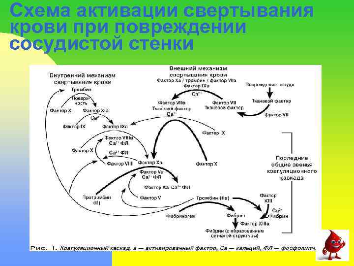 Схема активации свертывания крови при повреждении сосудистой стенки 