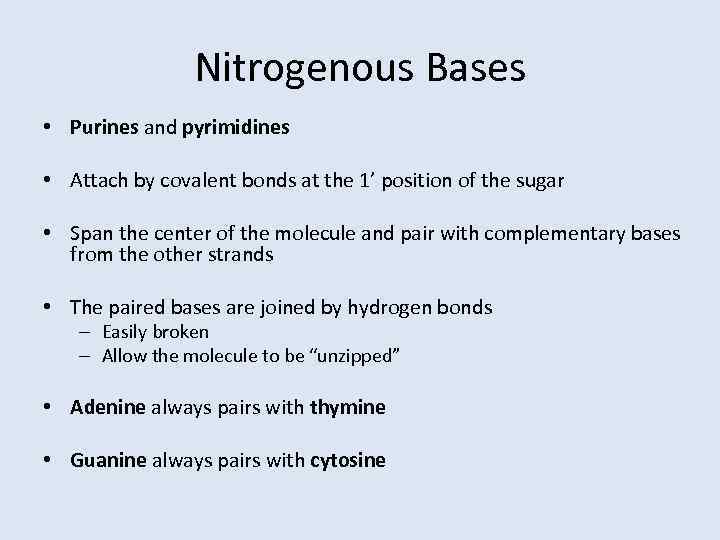 Nitrogenous Bases • Purines and pyrimidines • Attach by covalent bonds at the 1’