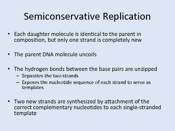 Semiconservative Replication • Each daughter molecule is identical to the parent in composition, but