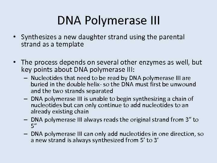 DNA Polymerase III • Synthesizes a new daughter strand using the parental strand as