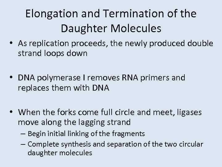 Elongation and Termination of the Daughter Molecules • As replication proceeds, the newly produced