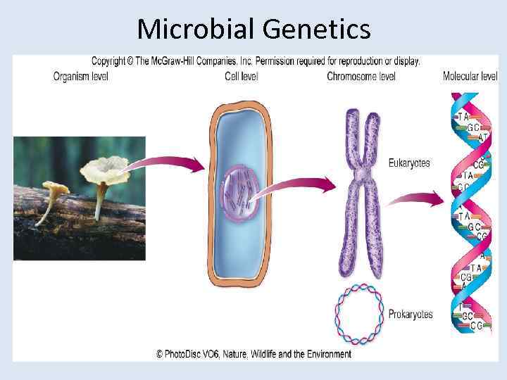 Microbial Genetics 