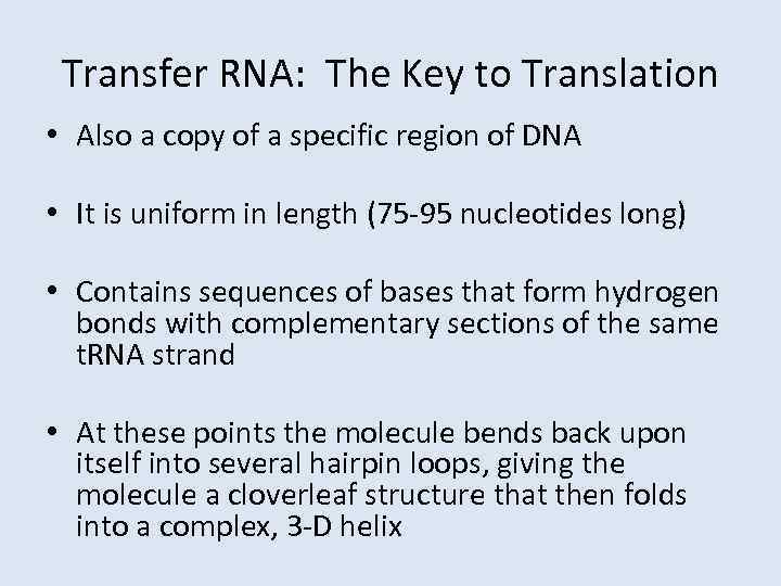 Transfer RNA: The Key to Translation • Also a copy of a specific region