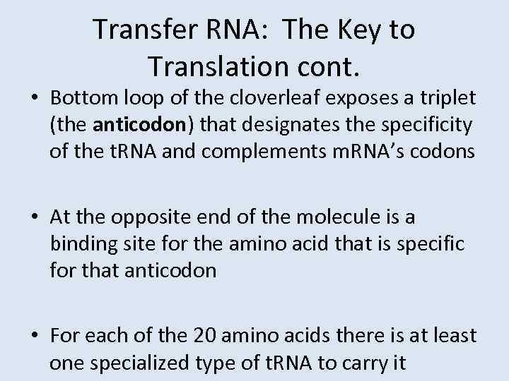 Transfer RNA: The Key to Translation cont. • Bottom loop of the cloverleaf exposes