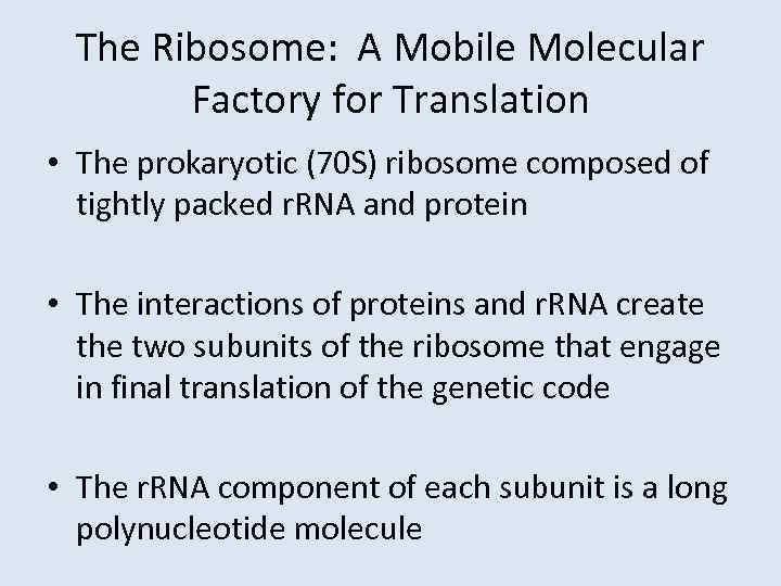 The Ribosome: A Mobile Molecular Factory for Translation • The prokaryotic (70 S) ribosome