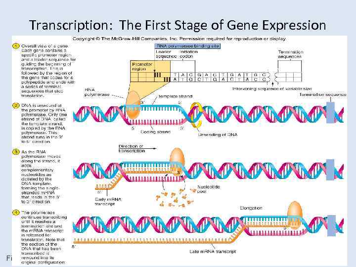 Transcription: The First Stage of Gene Expression Figure 9. 11 