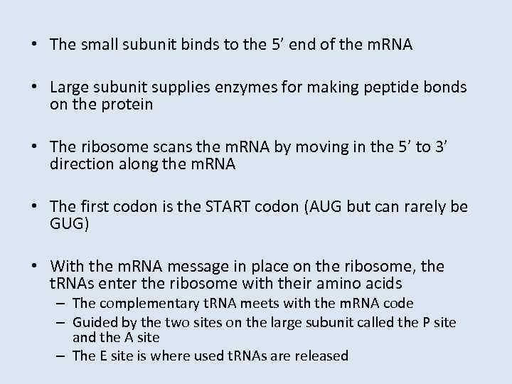  • The small subunit binds to the 5’ end of the m. RNA