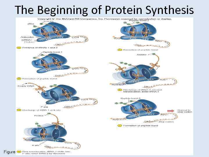 The Beginning of Protein Synthesis Figure 9. 15 