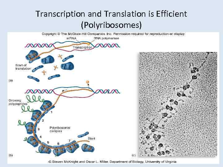 Transcription and Translation is Efficient (Polyribosomes) 