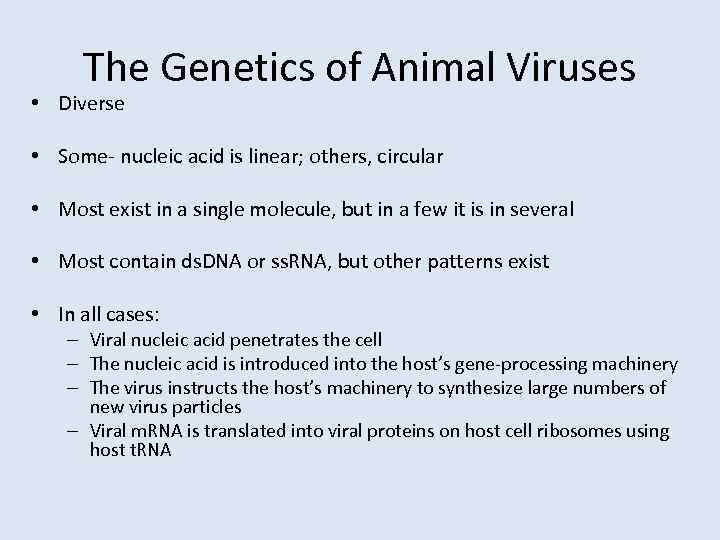 The Genetics of Animal Viruses • Diverse • Some- nucleic acid is linear; others,