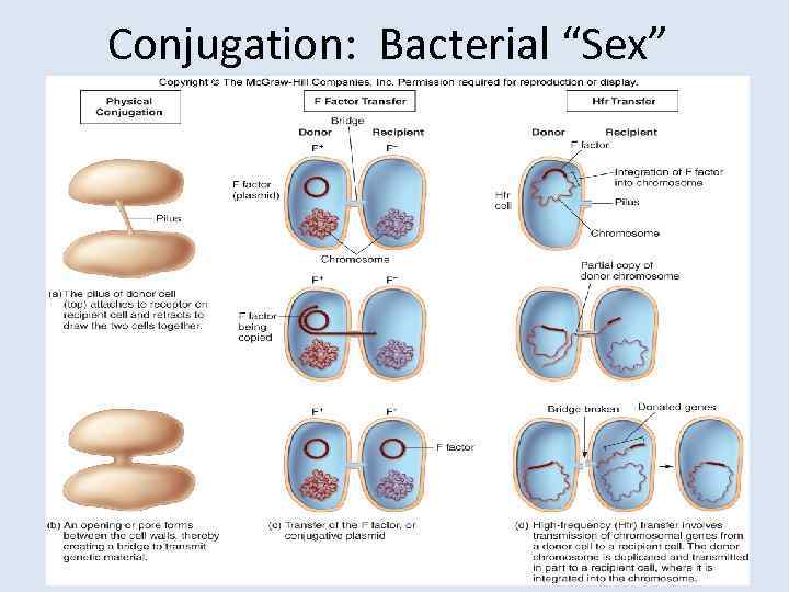 Conjugation: Bacterial “Sex” 