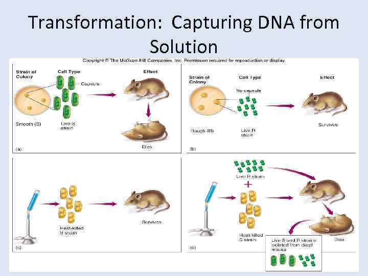 Transformation: Capturing DNA from Solution 