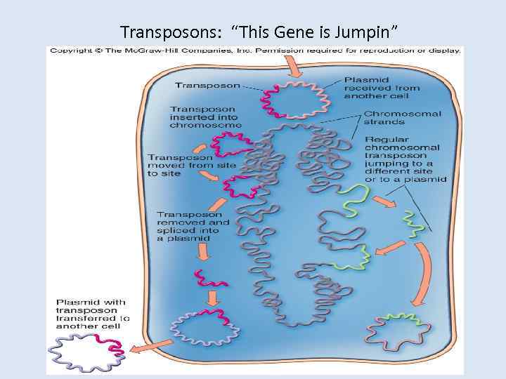 Transposons: “This Gene is Jumpin” 