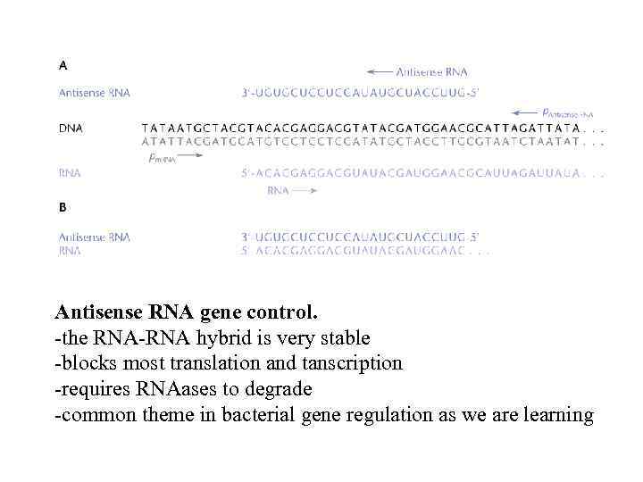 Antisense RNA gene control. -the RNA-RNA hybrid is very stable -blocks most translation and
