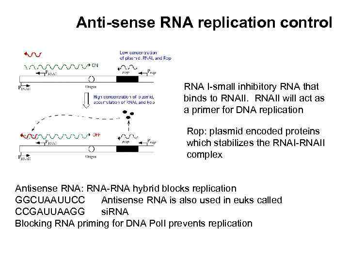 Anti-sense RNA replication control RNA I-small inhibitory RNA that binds to RNAII will act