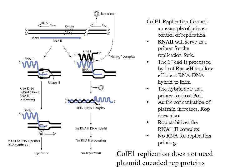 Col. E 1 Replication Controlan example of primer control of replication • RNAII will