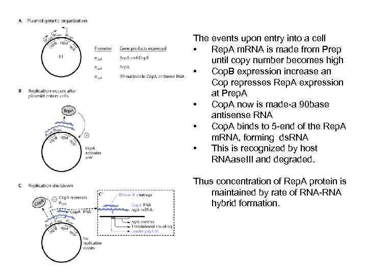 The events upon entry into a cell • Rep. A m. RNA is made