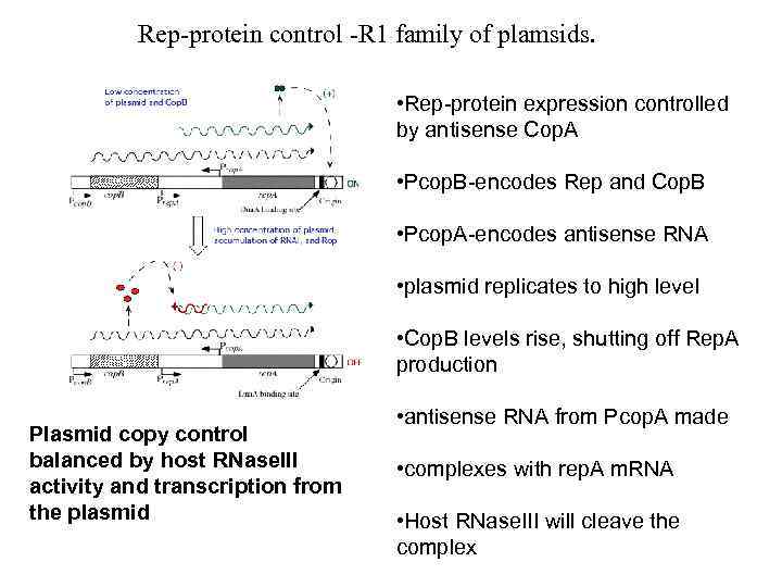 Rep-protein control -R 1 family of plamsids. • Rep-protein expression controlled by antisense Cop.