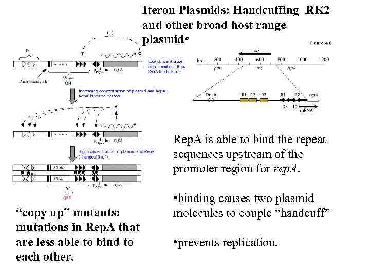 Iteron Plasmids: Handcuffing RK 2 and other broad host range plasmids Rep. A is