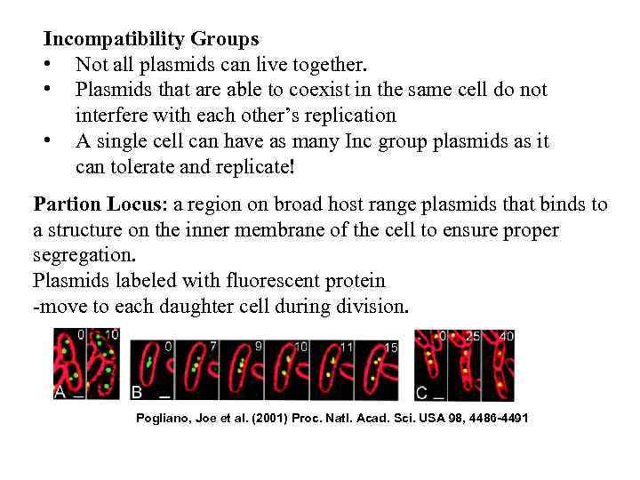 Incompatibility Groups • Not all plasmids can live together. • Plasmids that are able