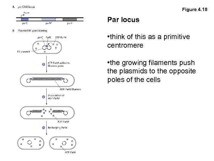 Figure 4. 18 Par locus • think of this as a primitive centromere •