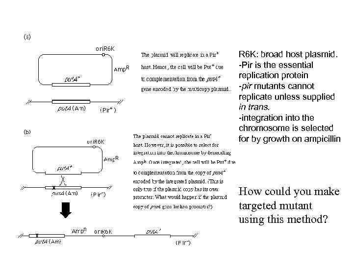 R 6 K: broad host plasmid. -Pir is the essential replication protein -pir mutants