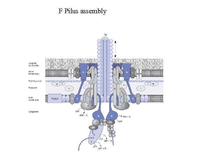 F Pilus assembly 