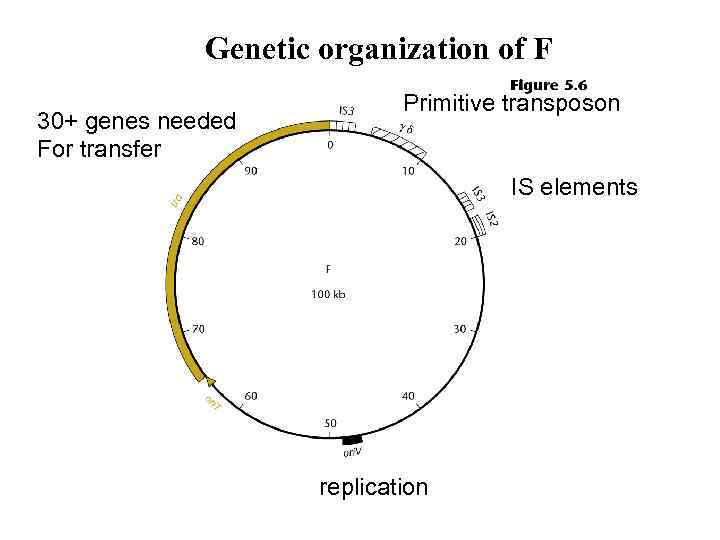 Genetic organization of F 30+ genes needed For transfer Primitive transposon IS elements replication