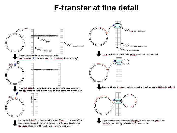 F-transfer at fine detail 