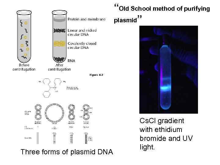 “Old School method of purifying plasmid” Three forms of plasmid DNA Cs. Cl gradient