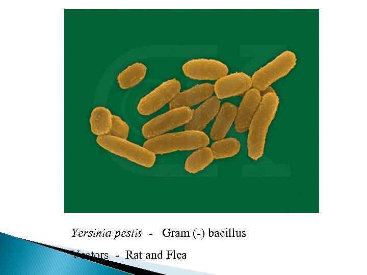 Yersinia pestis - Gram (-) bacillus Vectors - Rat and Flea 