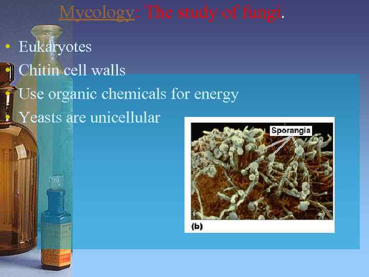 Mycology: The study of fungi. • • Eukaryotes Chitin cell walls Use organic chemicals