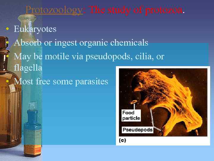 Protozoology: The study of protozoa. • Eukaryotes • Absorb or ingest organic chemicals •