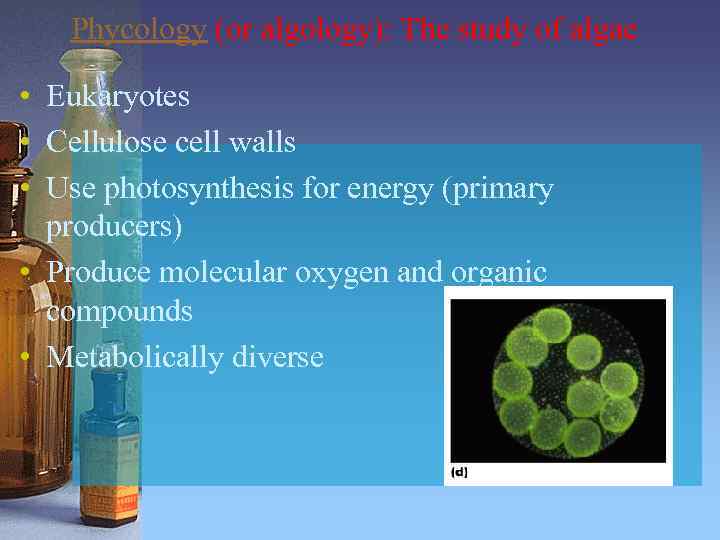 Phycology (or algology): The study of algae • Eukaryotes • Cellulose cell walls •