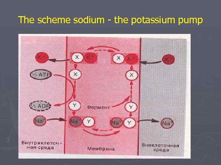 The scheme sodium - the potassium pump 