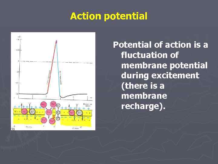 Action potential Potential of action is a fluctuation of membrane potential during excitement (there