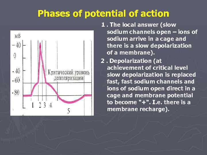Phases of potential of action 1. The local answer (slow sodium channels open –