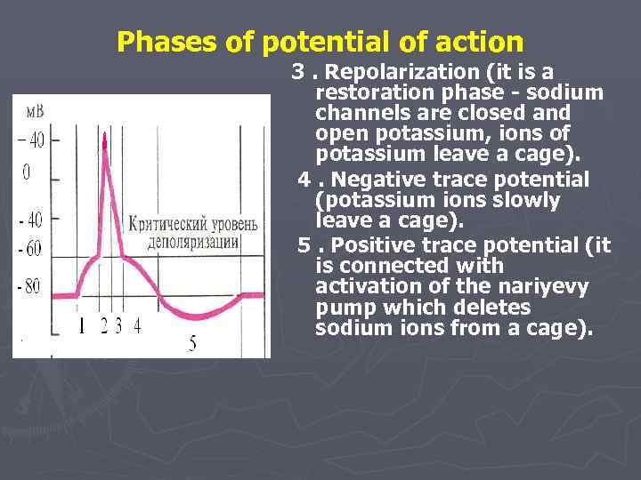 Phases of potential of action 3. Repolarization (it is a restoration phase - sodium