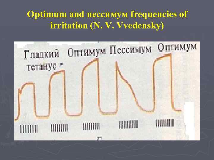 Optimum and пессимум frequencies of irritation (N. V. Vvedensky) 