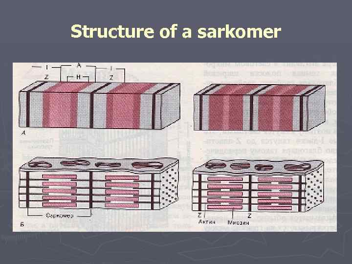 Structure of a sarkomer 