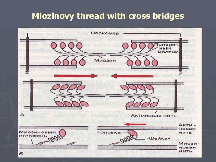 Miozinovy thread with cross bridges 