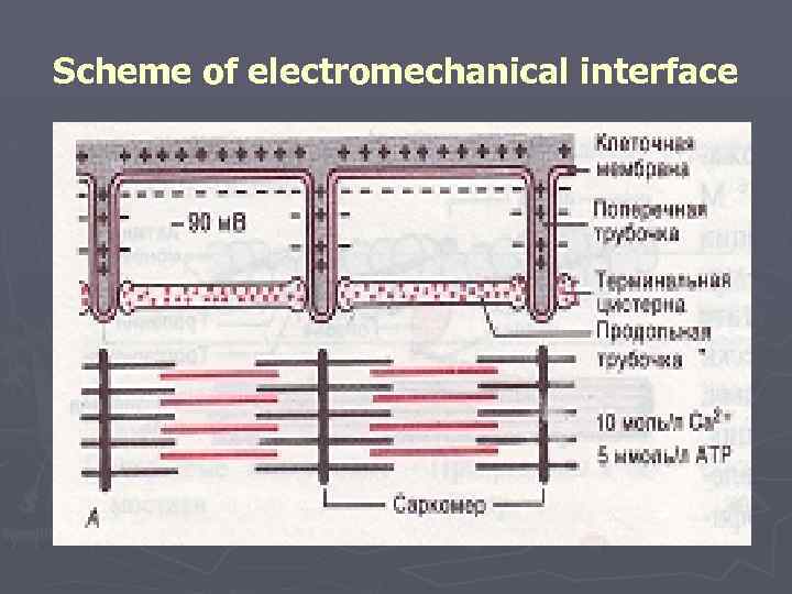 Scheme of electromechanical interface 